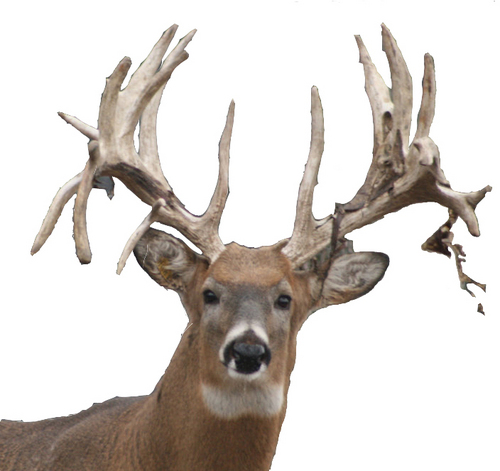 Elysian Fields Hunting Preserve,   A world class whitetail hunting preserve in lower Michigan.