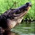 TheRealGator94 (@tgator94) Twitter profile photo TheRealGator94 (@tgator94) Twitter profile photo