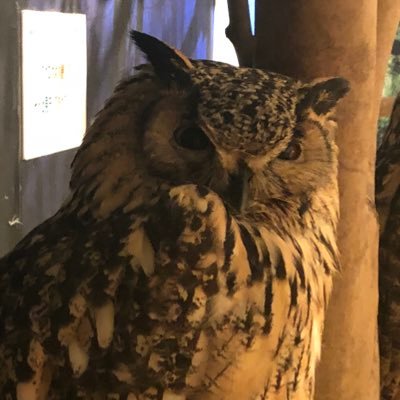 cheese_fu's profile picture. 果物問屋しつつゲームしたり映画見たり お金稼ぎとか出会い目的とかのアカウントはフォローして来ないでくれ。。。いちいちブロックすんの面倒なんで