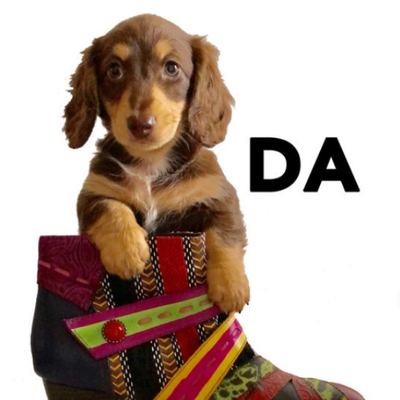 Dachshund Australia On Twitter Burkes Backyard Pet Dog Forum