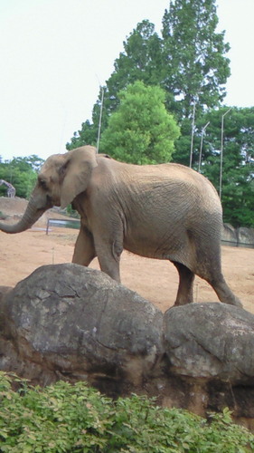 男性。旅行、お酒好きです。アイコンは、仙台市八木山動物公園のゾウです。　　　　　　　　　　　　　　　
アメーバピグやってま～す(^^♪　　フォロー、大歓迎です！　　　　　　
相互フォローも、よろしくお願いしま～す(^^ゞ