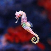 Ocean1 (@dolphindani7) 's Twitter Profile