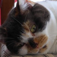 Aleksandra D. 🇪🇺🇵🇱🇫🇷💙💛 #Trzaskowski2025 (@aleksandrad18) 's Twitter Profile Photo