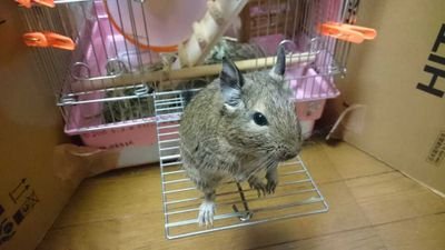 dianne24781298's profile picture. デグー、エキゾチックアニマル好きです🩷
GLAYが好き💜
SUPERGT平手晃平選手を応援しています📣
車で遊ぼう（オンライン👻部員…）