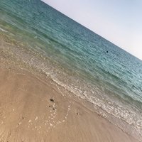 つかいませーん (@puronalitai) 's Twitter Profile