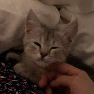 mycatfriend's profile picture. 후추 2019.02.04. 로제 2020.04.24. 계피 2020.07.23