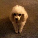 Diana Huff Shay - @anjilfish - Twitter