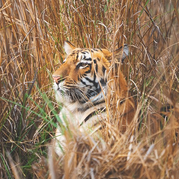 Nestled against the Bhavgadh hill and across a large seasonal pond near Village Mudholi, approximately 10 Kms from Moharli Gate and 3 Kms from Khutwanda Gate.
