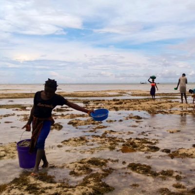 Innovative community-managed marine conservation project in Mozambique. Led by @ZSLMarine with AMA, FCSH-UNL @UniLurio, @CORDIOEA, @Darwin_Defra @europeaid