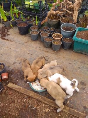 Arman01882516's profile picture. 