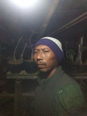 aneka bibit buah dan bunga