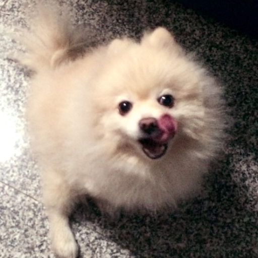 阿獅さんのプロフィール画像