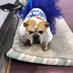 Stella Brown (@stellabulldog1) Twitter profile photo Stella Brown (@stellabulldog1) Twitter profile photo