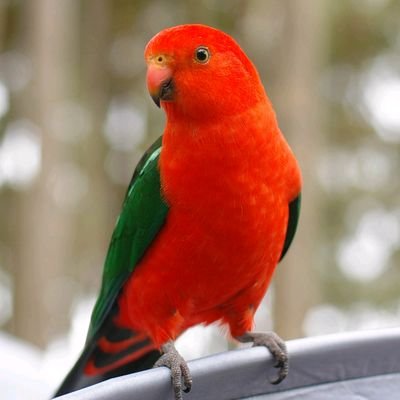 Francis68407437's profile picture. estudiante