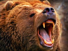 Grizzly_Detail's profile picture. NBCChicago's nitty gritty Chicago Bears blog.
