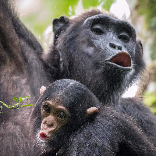 We explore the origins of language and culture by conducting research on non-human primates’ communication and cognition. @UniNeuchatel