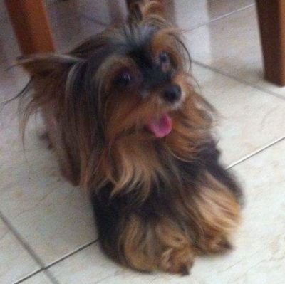 mas é twitter de cachorro ou de gente vestida de cachorro?