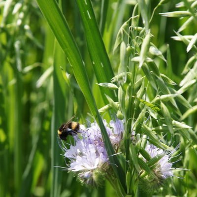 Nieuw Udengast is een kleinschalig biologisch akker- en groenteteeltbedrijf op de vruchtbare Dollard-klei in Groningen