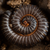 Millipede Lab (@apheloria) Twitter profile photo