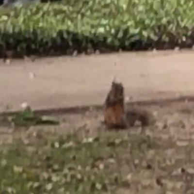 stthomsquirrels's profile picture. St. Thomas Squirrels 🐿 🌳
