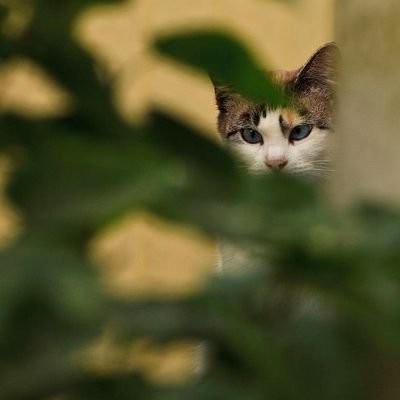 AltanKatt's profile picture. A fairly sane fan of White Collar who writes the whole story as an unofficial fanfiction novel, adding a few scenes. Check out my website.