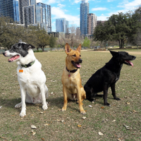 PG&J's Dog Park Bar(@pgjdogbar) 's Twitter Profile Photo