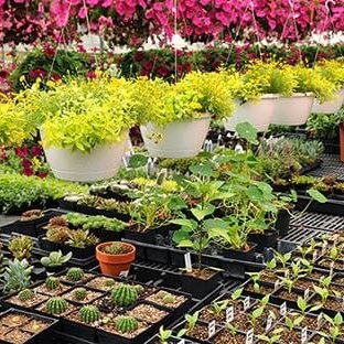 Gardens191's profile picture. عرض يوم التاسيس  اربع شتلات مختاره ب١٠٠ ريال الأصناف.  أو تين اسباني أو رمان طايفي أو ورد جوري أو جهينيات (جهنميات ألوان مختلفة) وكمثرى وكعب الغزال.