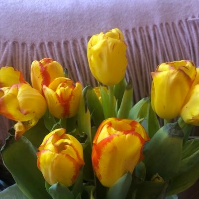 elderflower_cbd's profile picture. 