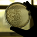 Bacteriófagos e Interacciones Microbianas (@BBIM_PUCV) Twitter profile photo