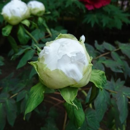 daken075's profile picture. 無言フォロー&RT&いいね魔　
色々好きな雑多垢主にBL　ここ1年で2.5沼　FRB御自由に
ここ数年はhpmi m bat/hpst 💚ｽﾃｵﾘ愛/吸死/血界/ 中の人込で愛
アラサーです