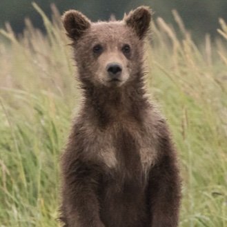 DancingBearWTF's profile picture. Alan Cooper says..."It’s not that the bear dances well, it’s that the bear dances at all." 

Here you will see some example of dancing bearware.