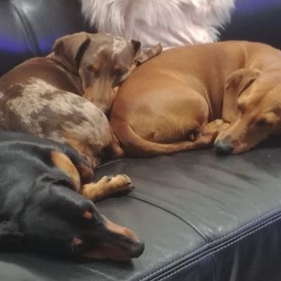 BadovinatzP's profile picture. Technology professional with a background originally in coding thence writing standards and technical sales engineering. Once confused everyone with SNOBOL4.