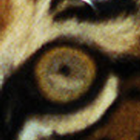 Eye on the prize (@bazz1027) 's Twitter Profile