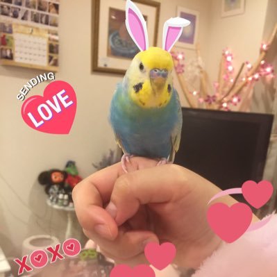 💗洋楽好き💗セキセイインコ、フクロモモンガ、ハムスター、カエル、ウーパルーパー、モルモット、アフリカヤマネ、カイロトゲマウスいます✨動物大好き💖動物垢さんにフォローされると喜びます💕多忙な為RT多めですが宜しくお願いします💕#線維筋痛症 #乳癌ステージ3