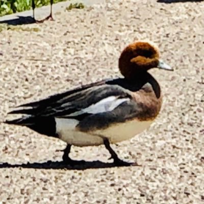 OnlyLonelyBaby1's profile picture. お弁当、家での食事、ダイエット、その他諸々。目新しいものはないかと思いますが、よろしくです🤲