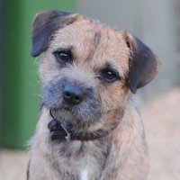 Buddy Border Terrier(@BuddyTerrier) 's Twitter Profile Photo