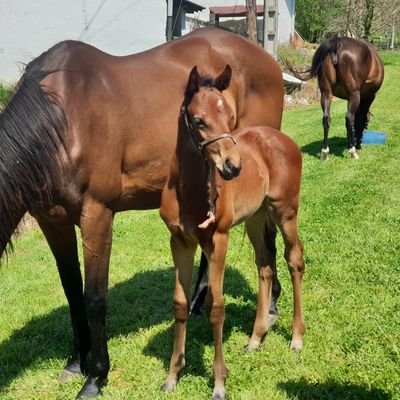 Enamorado del P.S.I y la cria.Caballos hasta en la sopa 😆