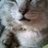 ねこはキャット