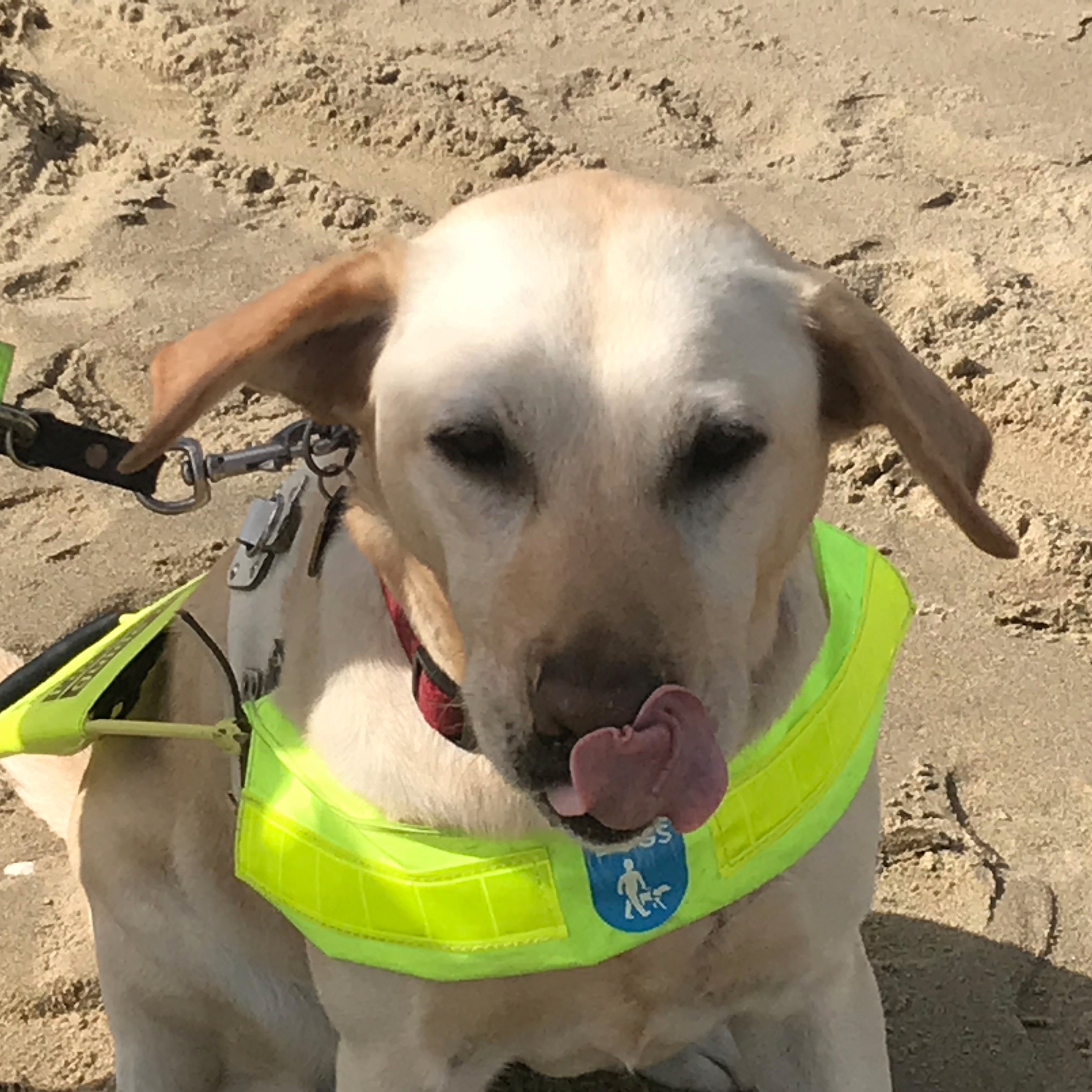 yellow retired #labrador #guidedog. @guidedogsUK Partnership of the Year 2023 with my fav human @anica_Zeyen. Retired & rehomed to a lovely new family in Wales.