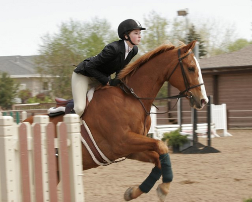 web developer, horse lover, learning about performance engineering