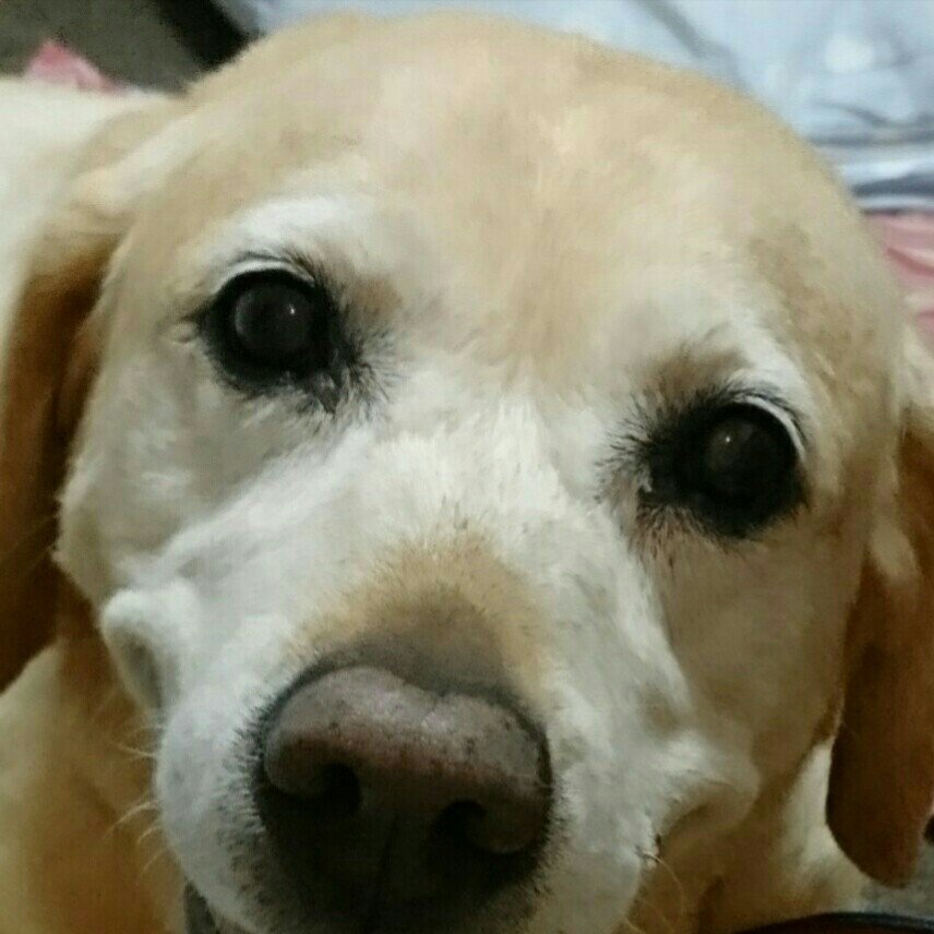 Fuu09080823's profile picture. 神奈川県在住。
動物が大好きです。
2018年に旅行で行った釧路市動物園のファンになりました。
お酒も大好きで飲んで食べている時が機嫌よしです♪