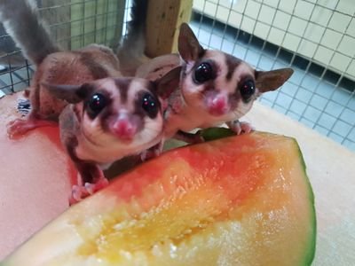 CareTmc's profile picture. The Manchester College Animal Care Department. Offering Levels 1,2&3 in Animal Care/ Animal Management