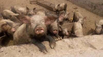 PiggeryEdc's profile picture. Love the outdoor and my pigs