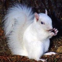 White Squirrel Software (@whitesquirrelsi) 's Twitter Profile