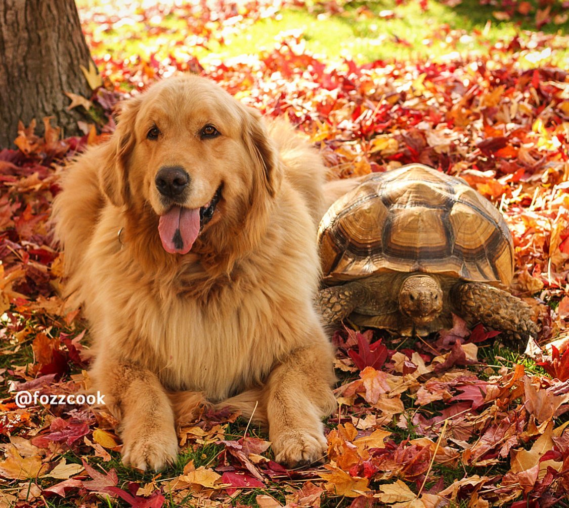 Larry the tortoise was rescued and brought home scared and despondent until he met Cricket our golden retriever and they have been inseparable ever since.