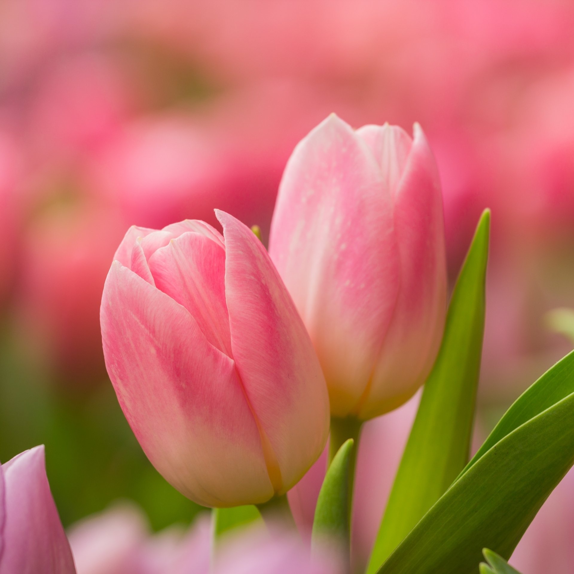 FitriMandaSari3's profile picture. 