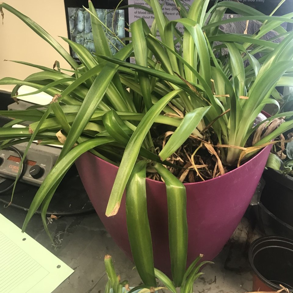 I'm the spider plant that lives in e227.