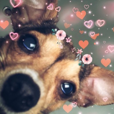 ✝️ 🇺🇸 🐶🐕🐕@NairbELMNOP 💕 #AdoptDontShop Twitter is my morning coffee. I am a walking paradox. The only absolute is the existence of exceptions. #JDV48