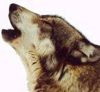 Wolfecrazy's profile picture. Domestic Engineer