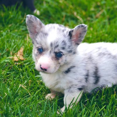 hi, i'm narwhal, a cardigan welsh corgi full of the zoomies. instagram is @NarwhalTheCorgi